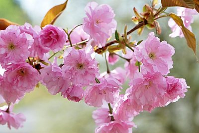 Prunus serrulata 'Kanzan' - višeň pilovitá 'Kanzan' (sakura) -kvetoucí větévka